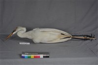 藏品(大白鷺)的圖片